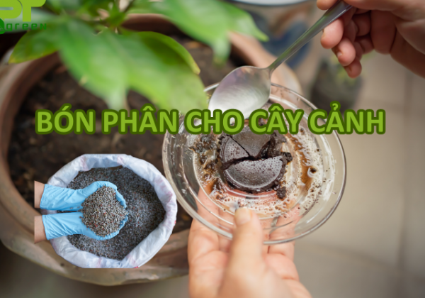 5+ Loại Phân Bón Cho Cây Cảnh Trong Nhà Tốt Nhất 