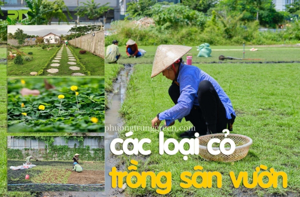 Các loại cỏ sân vườn nên trồng