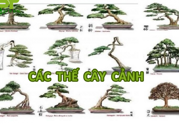 Các thế cây cảnh