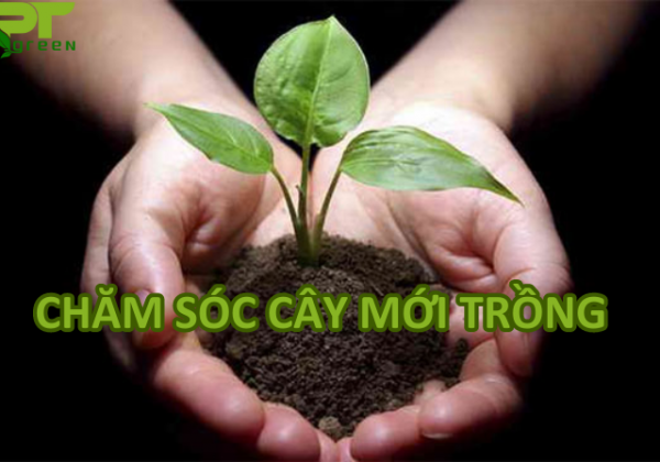 Cách chăm sóc cây mới trồng đúng chuẩn cho người mới bắt đầu