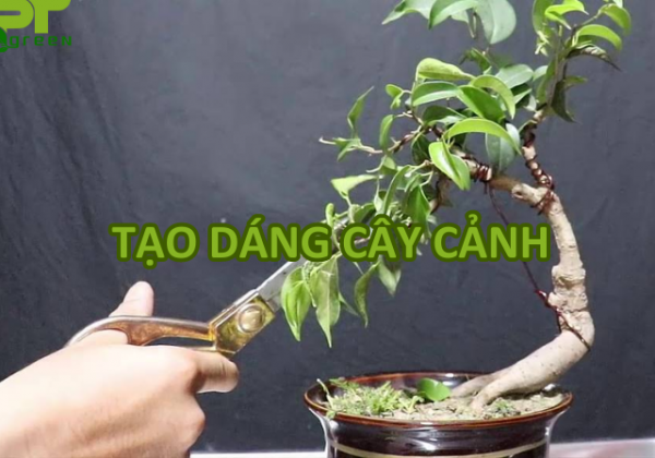 Hướng dẫn chi tiết cách tạo dáng cây cảnh đẹp