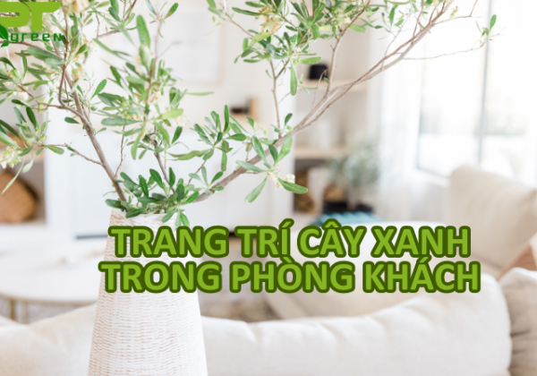 Hướng dẫn trang trí cây xanh trong phòng khách độc đáo, giá rẻ 