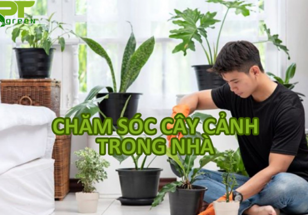 Mách bạn cách chăm sóc cây cảnh trong nhà đúng chuẩn, đảm bảo cây phát triển tốt