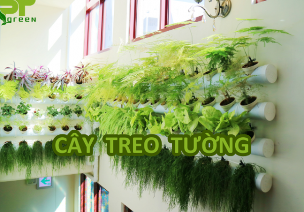 Một số ý tưởng hay về cây treo tường