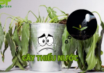 Nhận Biết Và Cách Khắc Phục Cây Thiếu Nước