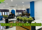 Trang trí cây xanh trong văn phòng