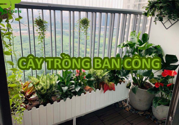 10+ cây trồng ban công dễ sống, cách trồng và một số lưu ý khi trồng