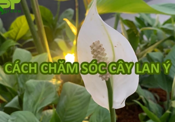Bật mí cách chăm sóc cây Lan ý trồng trong nhà
