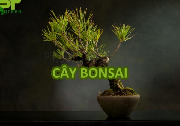 Cây bonsai