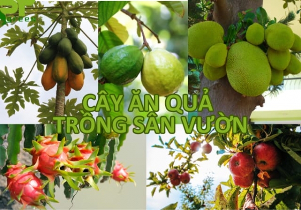 Cây ăn quả trồng sân vườn