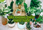 Cây phong thủy theo tuổi