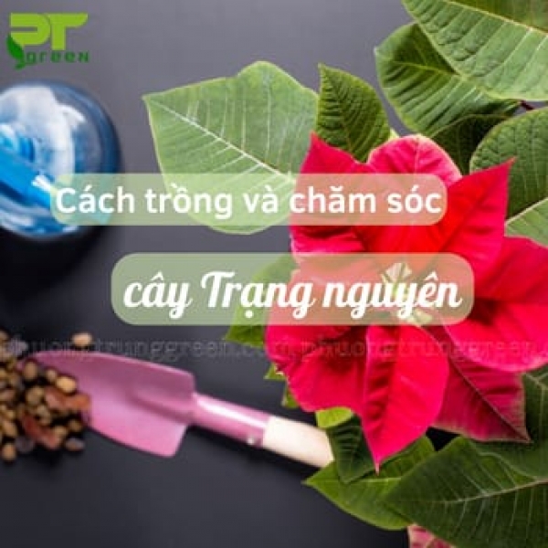 Cách chăm sóc cây Trạng Nguyên