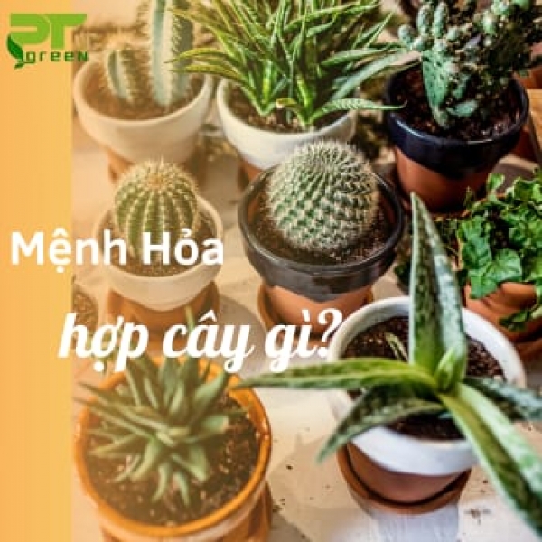 Những loại cây phù hợp với người mệnh Hỏa