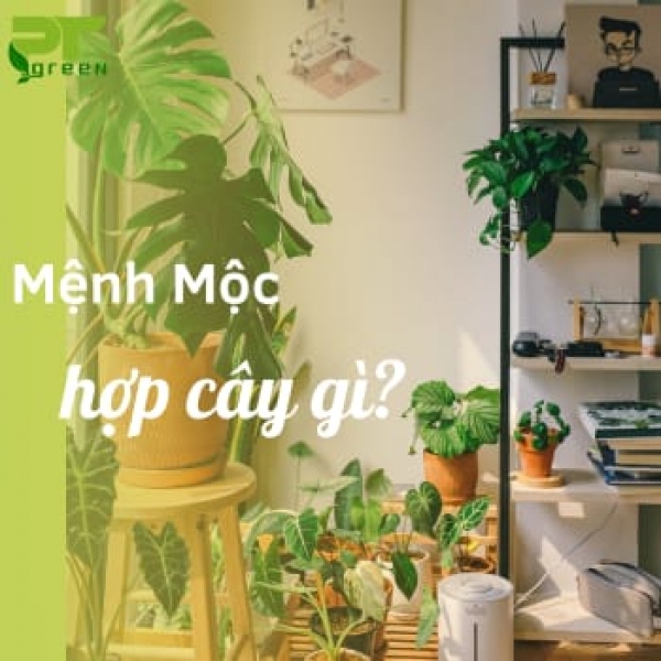 Những loại cây phù hợp với người mệnh Mộc