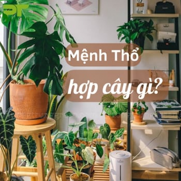 Những loại cây phù hợp với người mệnh Thổ