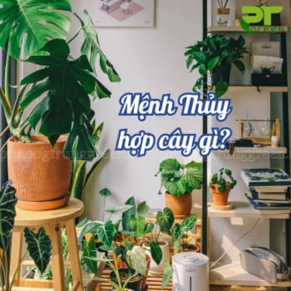 Những loại cây phù hợp với người mệnh Thủy
