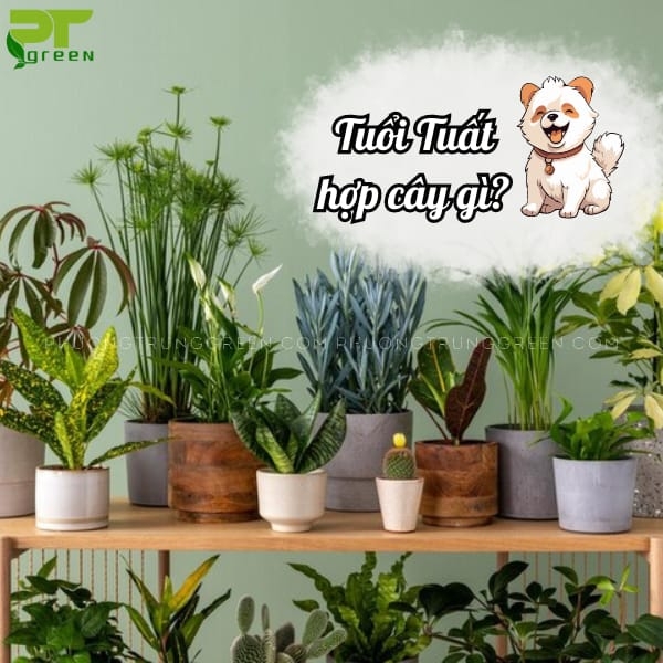 Năm loại cây cảnh phù hợp nhất cho người tuổi Tuất