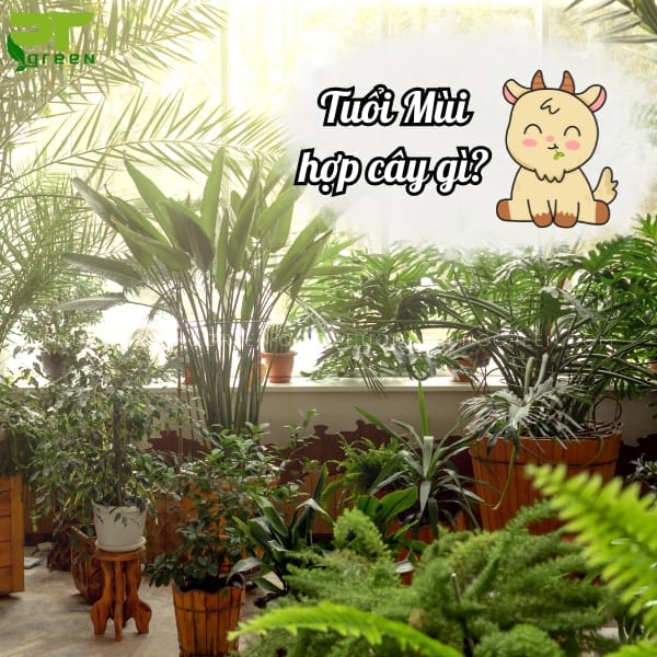 Người tuổi Mùi nên trồng cây gì trong phong thủy?