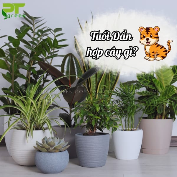 Tuổi Dần nên trồng cây gì để mang lại vượng khí