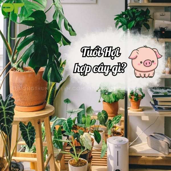 Tuổi Hợi gặp năm Tý nên trồng cây gì cầu may mắn? 