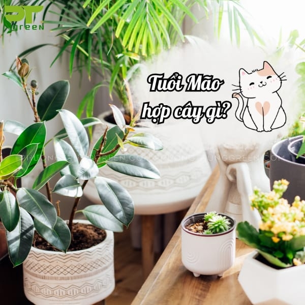Tuổi Mão trồng cây gì để hợp phong thủy