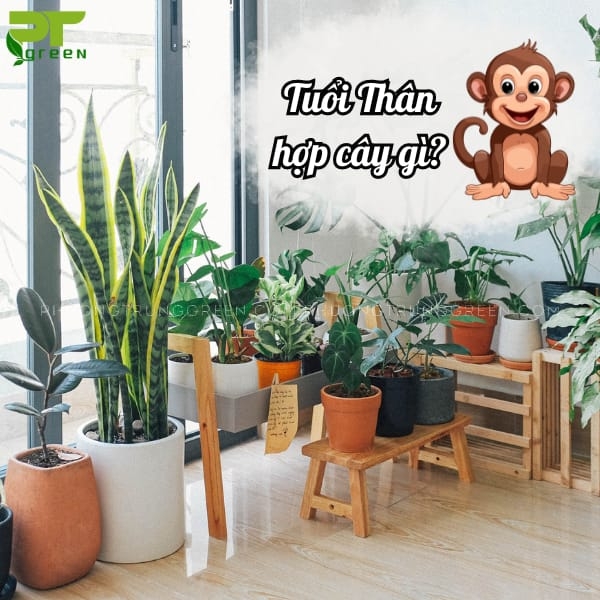 Tuổi Thân nên trồng cây gì trong nhà?
