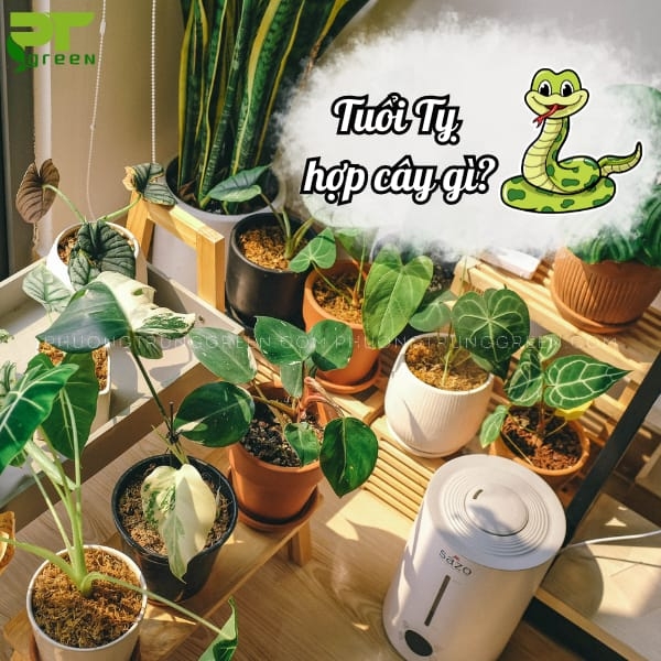 Tuổi Tỵ hợp với cây phong thủy gì năm 2020