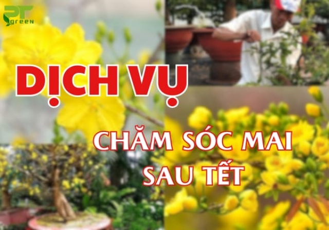 Dịch vụ chăm sóc mai sau tết