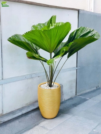 Cây Kè Nhật