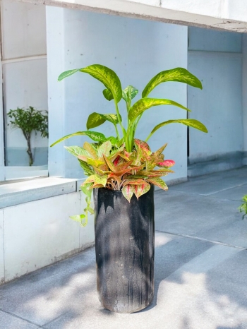 Cây Vạn Niên Thanh