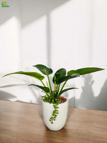 Trầu bà đế vương xanh