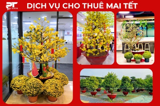 Dịch Vụ Cho Thuê Cây Mai