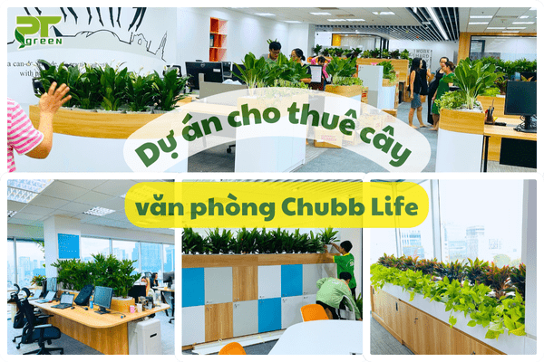 PT Green - dịch vụ cho thuê cây văn phòng Chubb Life