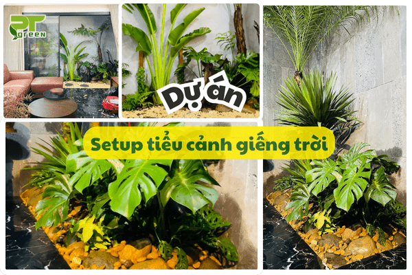 Tiểu cảnh giếng trời - Phong cách rừng  nhiệt đới thu nhỏ