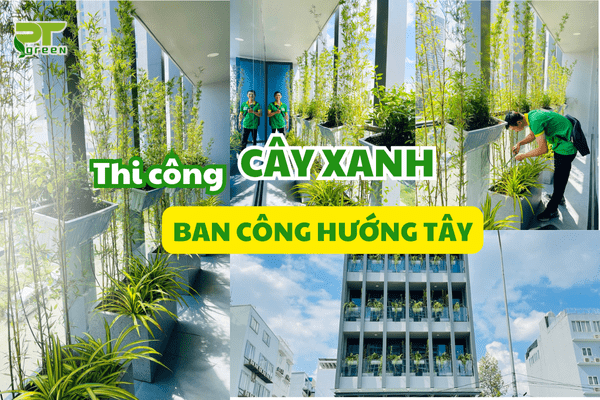 Dự Án Trang Trí Cây Xanh Ban Công Hướng Tây 4 Tầng