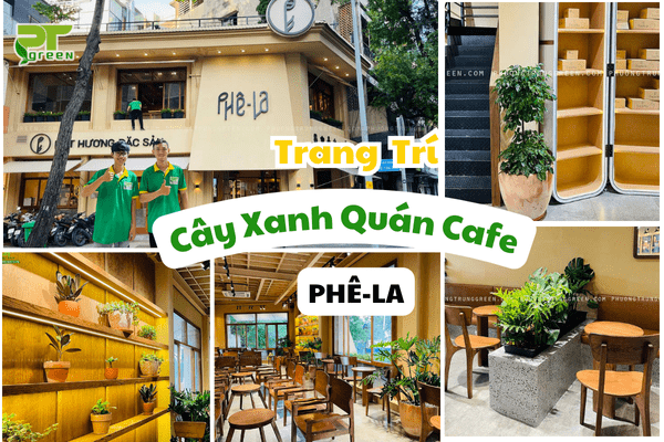 Dự Án Trang Trí Cây Xanh Cho Quán Cafe Phê La
