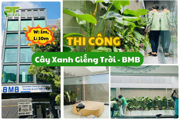 PT Green - Setup cây xanh văn phòng BMB