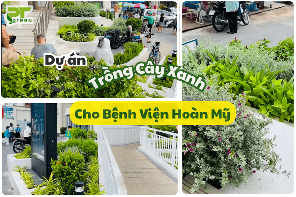 PT Green Thi Công Dự Án Trồng Cây Xanh Tại Bệnh Viện Hoàn Mỹ