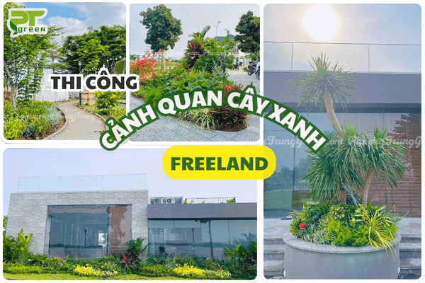 PT Green Thi Công Cảnh Quan Cây Xanh Cho Khu Dân Cư Đô Thị Freeland