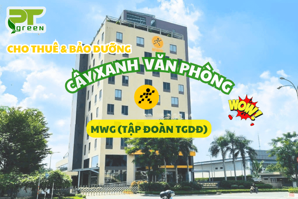 PT Green Cho Thuê Cây Xanh Tại Văn Phòng Tập Đoàn MWG