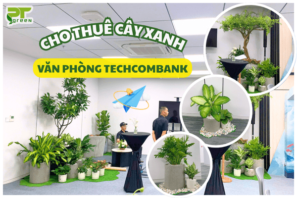 Setup Cho Thuê Cây Xanh Văn Phòng Techcombank