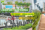 DỰ ÁN CHĂM SÓC - BẢO DƯỠNG CẢNH QUAN CHO CHUNG CƯ CANTAVIL