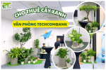 Setup Cho Thuê Cây Xanh Văn Phòng Techcombank
