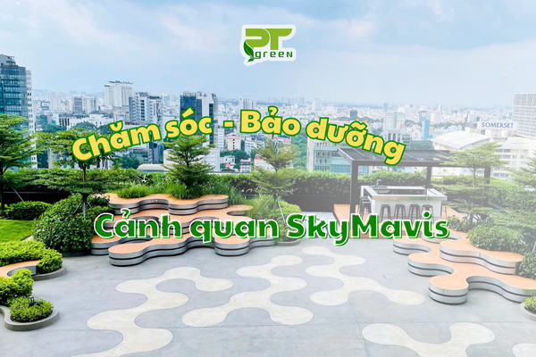 PT GREEN CHĂM SÓC BẢO DƯỠNG CẢNH QUAN SKYMAVIS