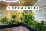PT GREEN THI CÔNG CÂY NỘI THẤT TẠI CÔNG TY GOLDEN