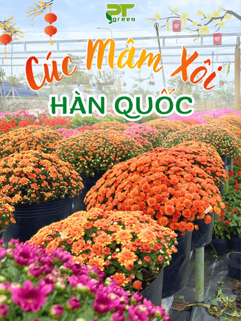CÚC MÂM XÔI HÀN QUỐC