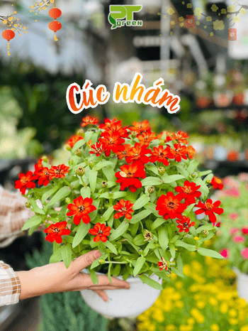 HOA CÚC NHÁM