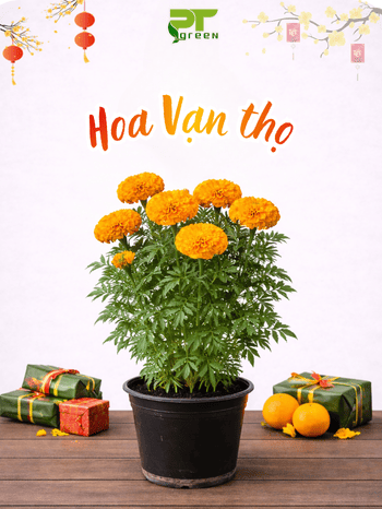 HOA VẠN THỌ