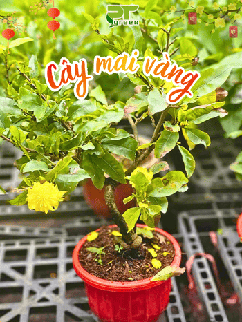 MAI VÀNG