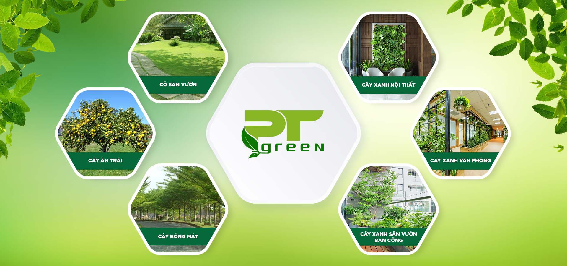 Sản phẩm cây xanh của Phương Trung Green